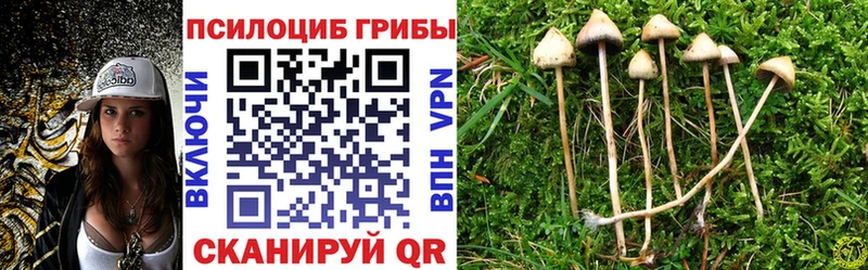 Купить  Ливны  Псилоцибиновые грибы Psilocybine cubensis 